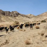 بز و بزغاله|حیوانات مزرعه|قم, علی آباد|دیوار