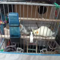 عروس هلندی|پرنده|ملایر, |دیوار