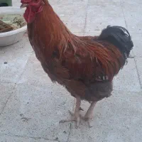 خروس جوان پر توان
