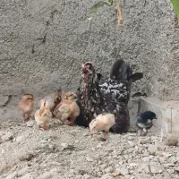 مرغ و خروس جوجه تخم مرغ گلین|حیوانات مزرعه|کردکوی, |دیوار