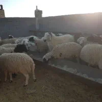 فروش ۵۰ راس بره چاق ۳۰ تا ۴۵کیلوگرم|حیوانات مزرعه|سیرجان, |دیوار