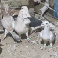 کبوتر پرشی|پرنده|تاکستان, |دیوار