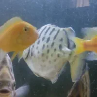 سیلور و گرین اسکات بارب زندانی بارب حلب|ماهی|مشهد, عبادی|دیوار