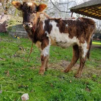 1 راس لیشه اس بدون حرف و حدیث|حیوانات مزرعه|سنگر, |دیوار