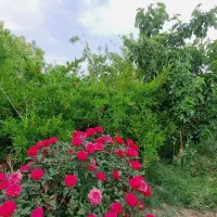 خونه-باغ-طاهراباد