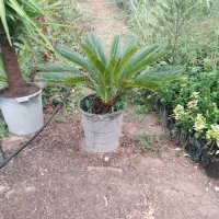 سیکاس گلدانی|گل و گیاه طبیعی|ساری, |دیوار