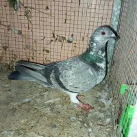 کبوتر|پرنده|برازجان, |دیوار