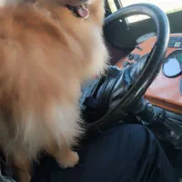 سگ گمشده  پامرانین|حیوانات|قزوین, |دیوار