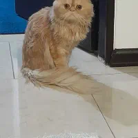 همخانه-خانم-نیازمندم