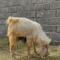 چپشت نری11 ماهه