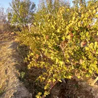 فروش فوری باغ در روستای آغجه اوبه شهرستان عجبشیر|فروش زمین و ملک کلنگی|عجب شیر, |دیوار