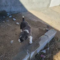 توله ماده خراسانی