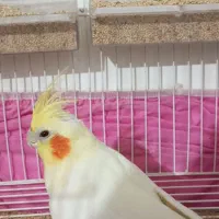 یک جفت عروس هلندی مولد با قفس|پرنده|زاهدان, |دیوار