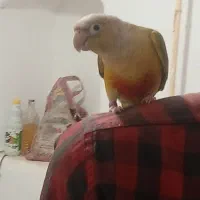 گرینچیک جوجه ۱۵روزه یک عدد|پرنده|سبزوار, شرق کال جنوبی (شمس آبادی)|دیوار