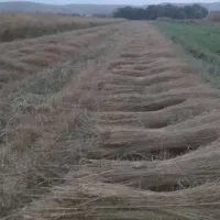 جارو|لوازم نظافت|نهاوند, |دیوار