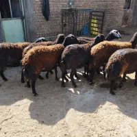 ۱۰ راس شیشک غره غزل اصل   همه آبستن به شرط