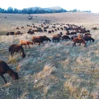 ۱۵۰ عدد میش آبستن درجه  یک نقدی و فوری