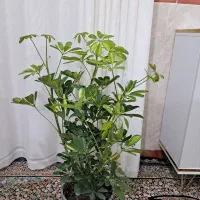گل های سرحال و زیبا|گل و گیاه طبیعی|ایذه, |دیوار