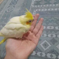 دو عدد جوجه عروس هلندی