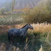 مادیان ۳سال