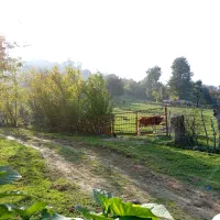 اجاره ویلا پای کوه|اجارهٔ کوتاهمدت ویلا و باغ|شاندرمن, |دیوار