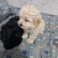 سگ تریر پاکوتاه|سگ|شیراز, دارالرحمه|دیوار