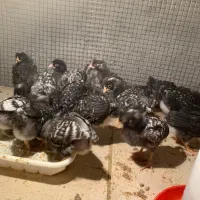 پلیموت آمروک|حیوانات مزرعه|بناب, |دیوار