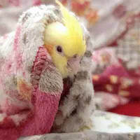 عروس هلندی گمشده