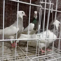 کبوتر|پرنده|دهدشت, |دیوار