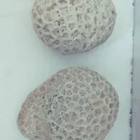 لوازم آکواریوم|ماهی|محمدیه-قزوین, |دیوار