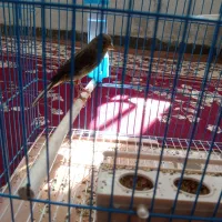 قناری نر معاوضه با عروس هلندی