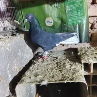 کفتر|حیوانات|همدان, |دیوار