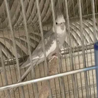 عروس هلندی وایت فیس نر