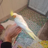 یک جفت عروس مولد دستی و سخن گو (چشم شرابی)