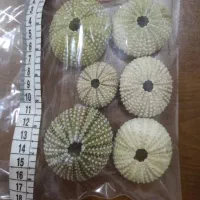 حراج صدف طبیعی|حراج|رشت, کوی جام جم|دیوار