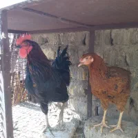 مرغوخروس|حیوانات مزرعه|قم, آزادگان|دیوار