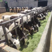 گوساله قطع شیر