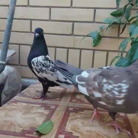 کفتر جفت سینه گووک  سینه سیاه|پرنده|شیراز, عادل آباد|دیوار