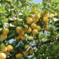 تهاترباغ در صالح اباد|فروش زمین و ملک کلنگی|تهران, صفا|دیوار