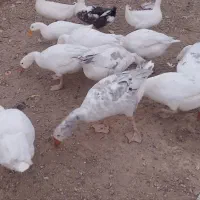 غاز و اردک|حیوانات مزرعه|ورزنه, |دیوار