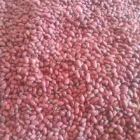 فروش لوبیا قرمز
