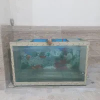 اکواریوم شیشه ۱۰ میل