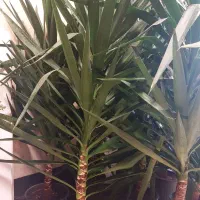 گل اریکا ۲ متری