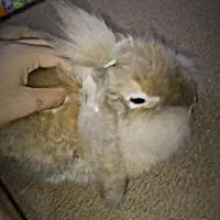 خرگوش|موش و خرگوش|برازجان, |دیوار