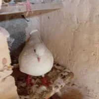 کبوتر
