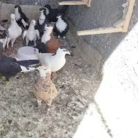 شازده وکربلایی جفت نرهم پرشی هم جوجه کشی تظمینی|پرنده|تربت‌حیدریه, یحیی آباد|دیوار