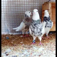 کبوتر|پرنده|کرمان, |دیوار