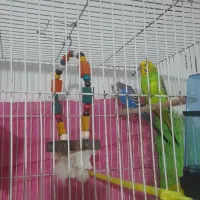 مرغ عشق بالغ