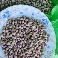 لوبیا چیتی و لوبیا قرمز