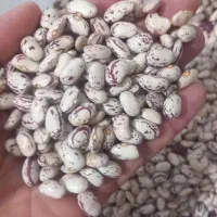 لوبیا چیتی  اوتران